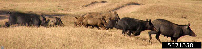 Feral pigs